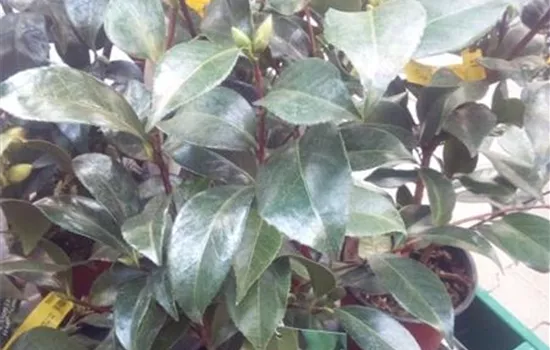 Camellia japonica 'Tramonto' Camellia japonica 'Tramonto'