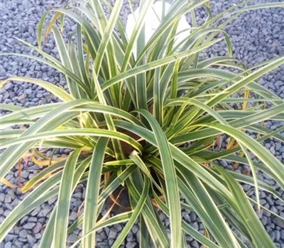 Carex morrowii 'Ice Dance'