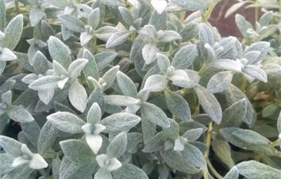 Gypsophila repens 'Rosenschleier', Kriechendes Schleierkraut -  GartenBaumschule Fuhs