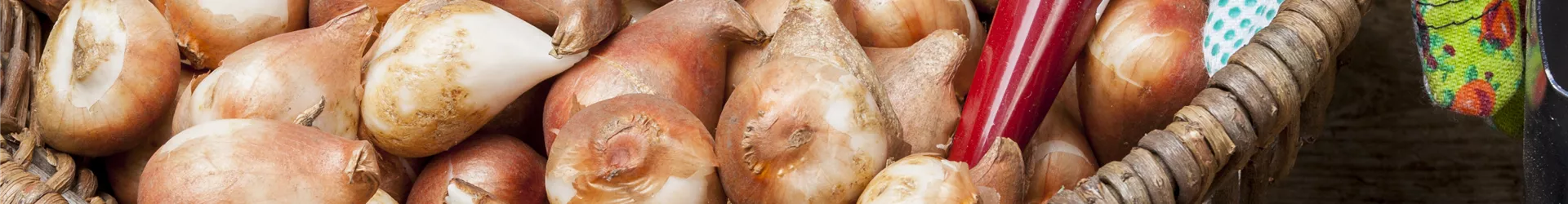 Hyacinthus Hyacinthus