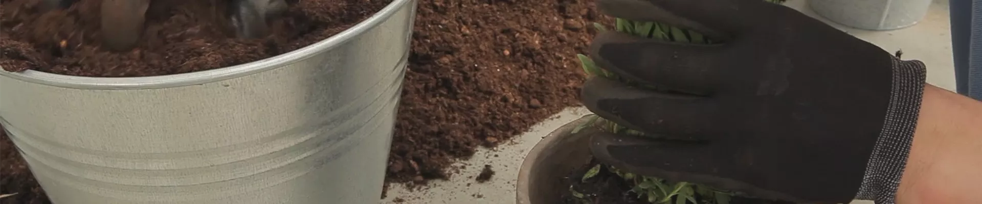 Lavendel - Einpflanzen in ein Gefäß (thumbnail) Lavendel - Einpflanzen in ein Gefäß (thumbnail)