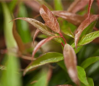Leucothoe keiskei 'Burning Love'