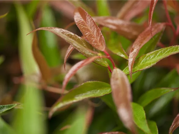 Leucothoe keiskei 'Burning Love'