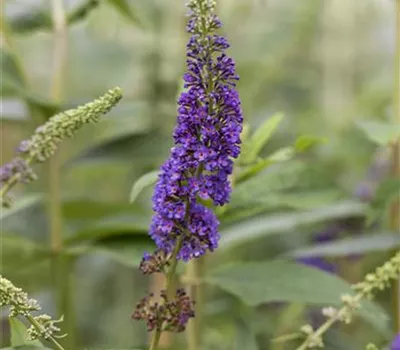 Buddleja dav. 'Reve de Papillon' -R- Blue Buddleja dav. 'Reve de Papillon' -R- Blue