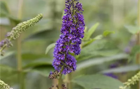 Buddleja dav. 'Reve de Papillon' -R- Blue Buddleja dav. 'Reve de Papillon' -R- Blue