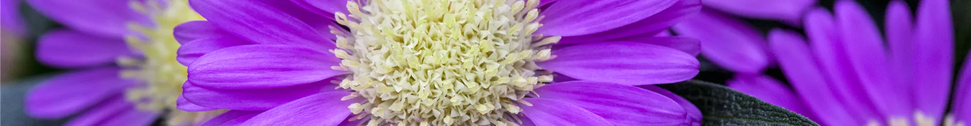 Chrysanthemum Tiara® 'Orchid Pink' Chrysanthemum Tiara® 'Orchid Pink'