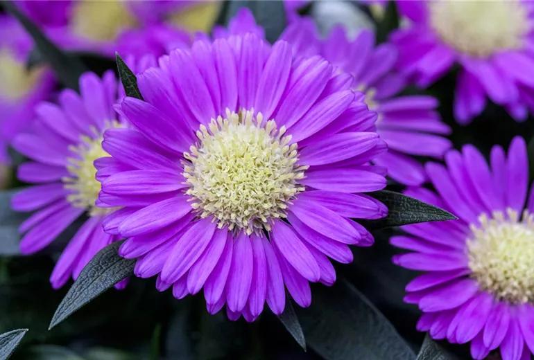 Chrysanthemum Tiara® 'Orchid Pink' Chrysanthemum Tiara® 'Orchid Pink'