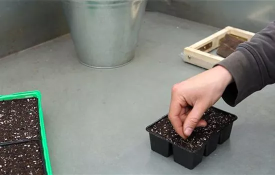 Zwergastern - Aussäen von Samen Zwergastern - Aussäen von Samen