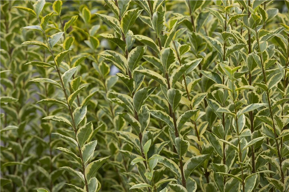 Ligustrum ovalifolium 'Aureum', Gold-Liguster - GartenBaumschule Fuhs