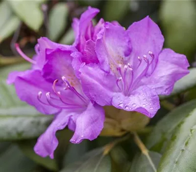 Rhododendron Hybr.'Catawbiense Boursault' I