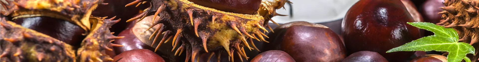 Aesculus hippocastanum Aesculus hippocastanum