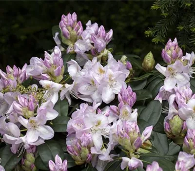 Rhododendron Hybr.'Gomer Waterer' II Rhododendron Hybr.'Gomer Waterer' II