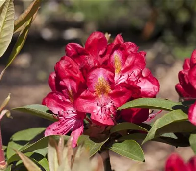Rhododendron Hybr.'Junifeuer' III Rhododendron Hybr.'Junifeuer' III