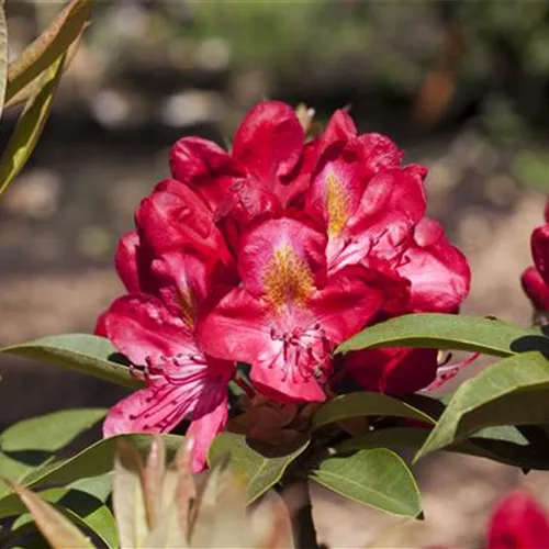 Rhododendron Hybr.'Junifeuer' III