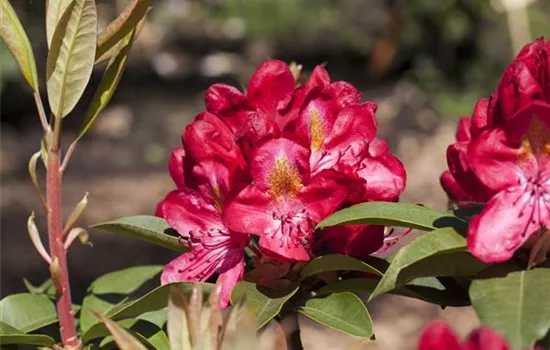 Rhododendron keiskei 'Patty Bee' - GartenBaumschule Fuhs