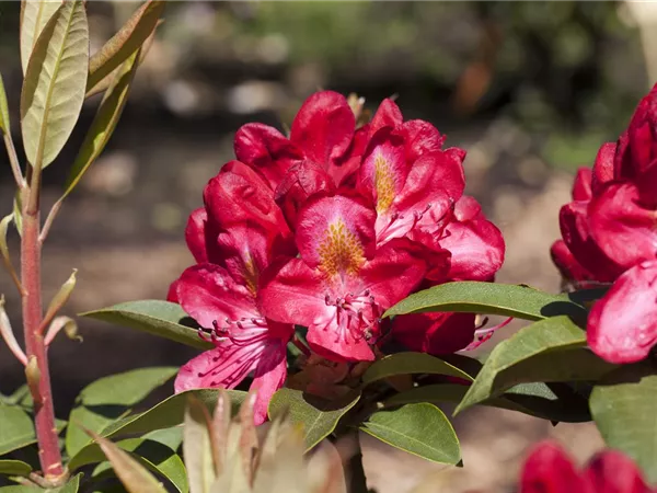 Rhododendron Hybr.'Junifeuer' III