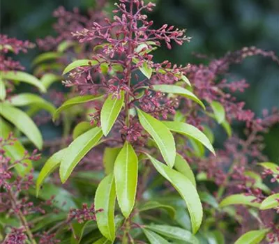 Pieris japonica 'Valley Rose'