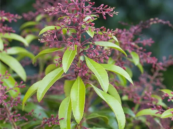Pieris japonica 'Valley Rose'