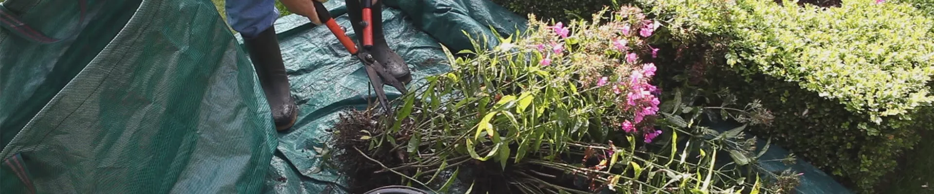 Phlox - Teilen und Vermehren (thumbnail) Phlox - Teilen und Vermehren (thumbnail)