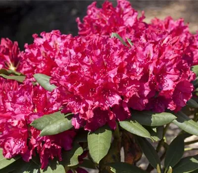 Rhododendron Hybr.'Mrs.P.den Ouden' II Rhododendron Hybr.'Mrs.P.den Ouden' II