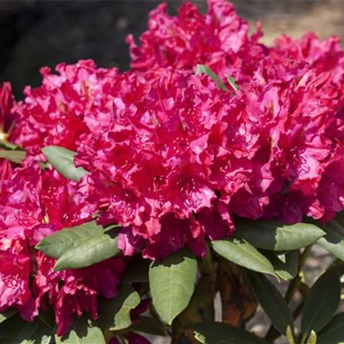 Rhododendron Hybr.'Mrs.P.den Ouden' II