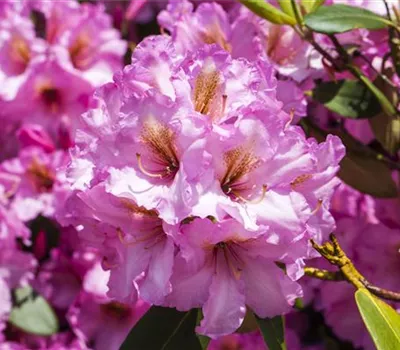 Rhododendron Hybr.'Scintillation' III