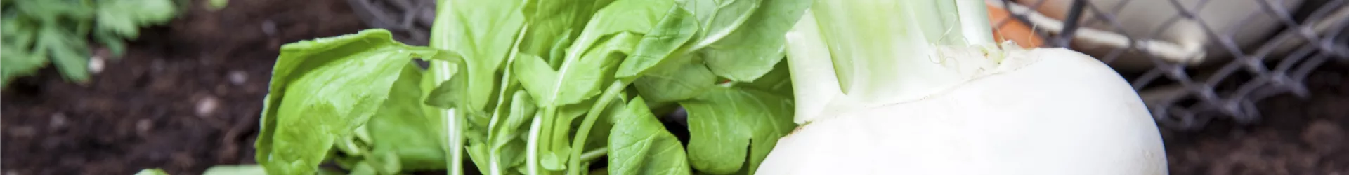 Raphanus sativus var. sativus Raphanus sativus var. sativus