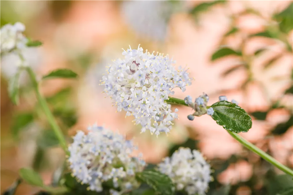 Ceanothus thyrsifl.repens, Flachwachsende Sckelblume - GartenBaumschule  Fuhs