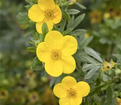 Potentilla 'Kobold' Potentilla 'Kobold'