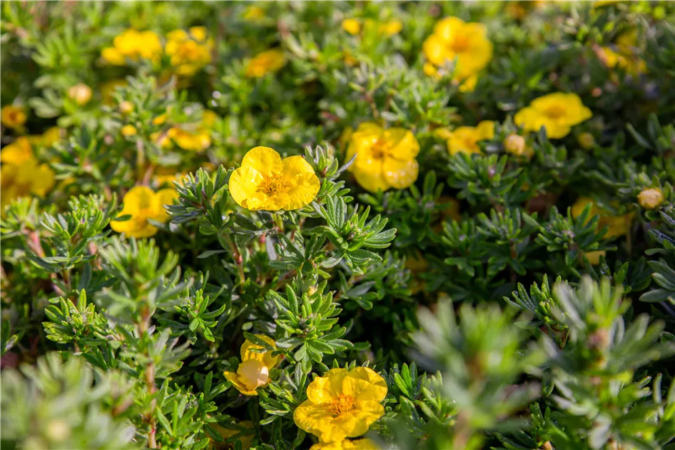 Potentilla 'Kobold', Fingerstrauch - GartenBaumschule Fuhs