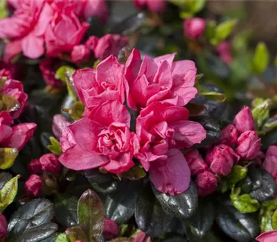 Rhododendron obt.'Rosinetta' -R- III