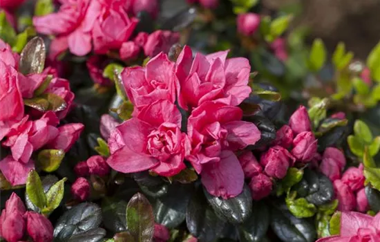 Rhododendron obt.'Feenkissen' II, Japanische Azalee 'Feenkissen' -  GartenBaumschule Fuhs