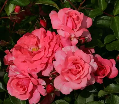 Rosa 'Bad Birnbach' -R- BT III Rosa 'Bad Birnbach' -R- BT III
