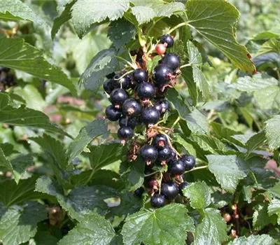 Ribes nigrum 'Silvergiet. Schwarze' CAC I Ribes nigrum 'Silvergiet. Schwarze' CAC I