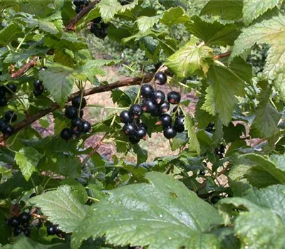 Ribes nigrum 'Dr.Bauers Ometa' -S- CAC II Ribes nigrum 'Dr.Bauers Ometa' -S- CAC II