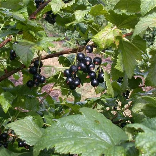 Ribes nigrum 'Dr.Bauers Ometa' -S- CAC II