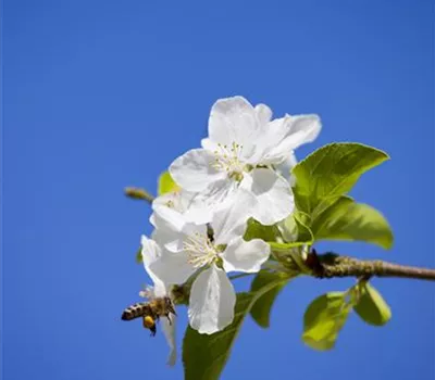 Malus 'Butterball' CAC Malus 'Butterball' CAC