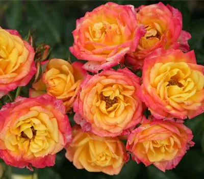 Rosa 'Little Sunset' -R- LILLIPUT Z III Rosa 'Little Sunset' -R- LILLIPUT Z III