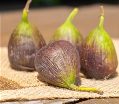 Ficus carica 'Little Miss Figgy' Ficus carica 'Little Miss Figgy'