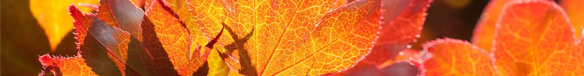 Acer palmatum 'Fireglow' Acer palmatum 'Fireglow'