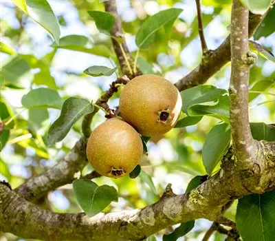 Pyrus com.'Gute Graue' CAC