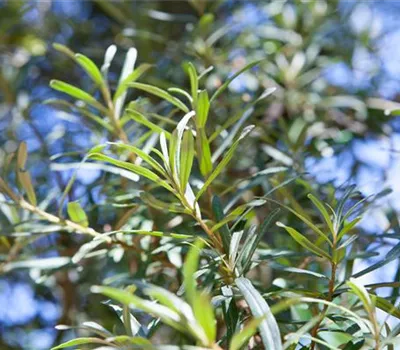 Hippophae rhamnoides 'Pollmix' Hippophae rhamnoides 'Pollmix'