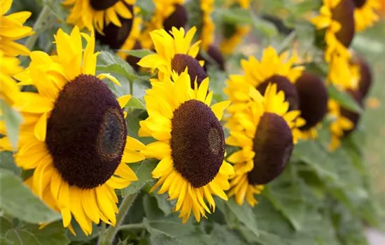 Der goldene Herbst wird bunt: die Top 8 der Herbstblumen Der goldene Herbst wird bunt: die Top 8 der Herbstblumen