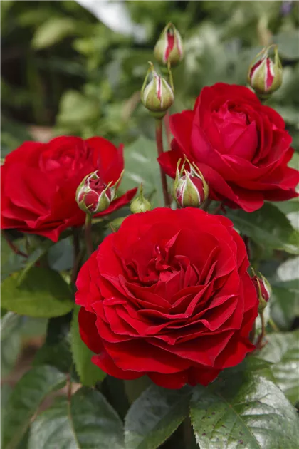 Rosa 'Bordeaux' -R- BT Rosen_4, Beetrose 'Bordeaux' -R-