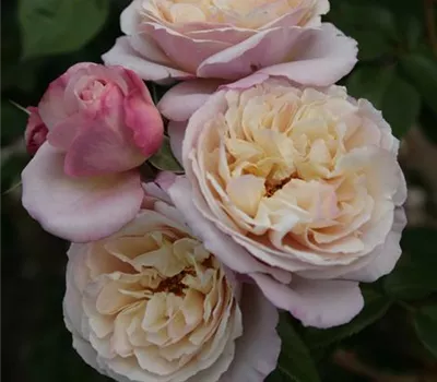 Rosa 'Herkules' -R- STR V Rosa 'Herkules' -R- STR V