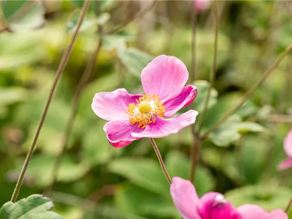 Anemone hupehensis 'Praecox'