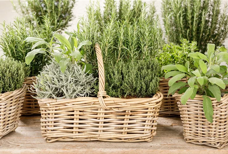 Kräutermix Kräutermix