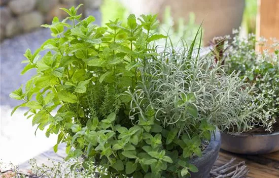 Mit frischen Kräutern in den Frühling starten Mit frischen Kräutern in den Frühling starten