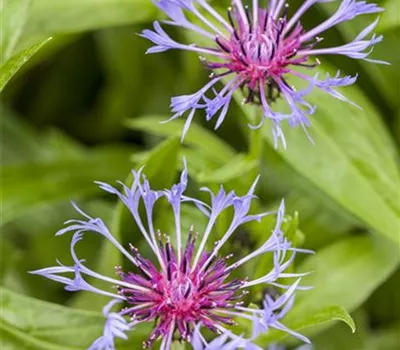 Centaurea montana