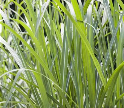 Miscanthus giganteus Miscanthus giganteus